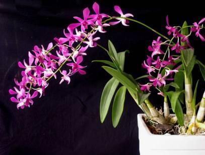 石斛兰|最全的兰花大鉴赏,看看你都见过几种兰花!