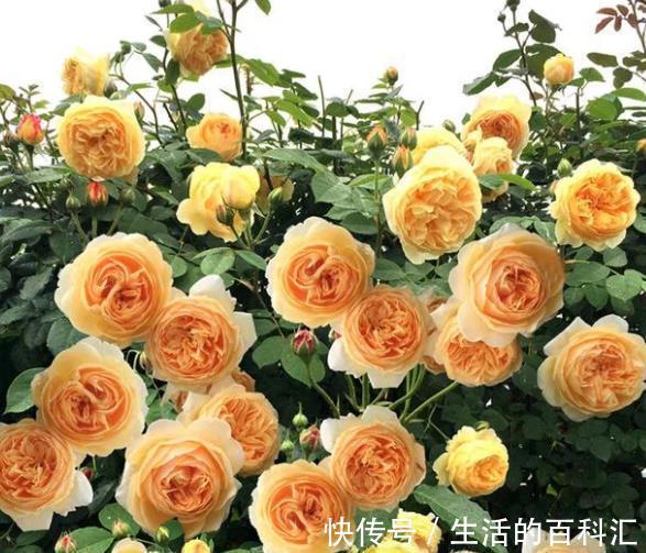 观赏价值|盘点8款经典的藤本月季，长势旺盛开花美，养一株开出花瀑布