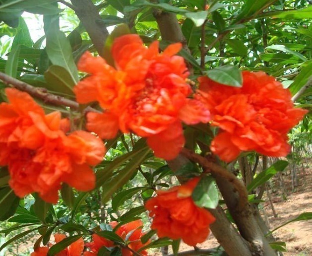 牡丹|家养“吉祥花”,比石榴花好看,比牡丹富贵,沾土就活,开花千朵