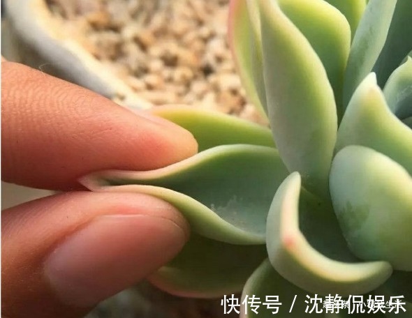 缺水|新手养多肉,看一看捏一捏,轻松掌握浇水,不必再用“3年功”