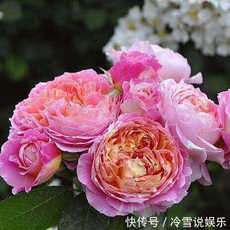 耐晒又耐热,这几种花夏天养,太阳越大晒得越美