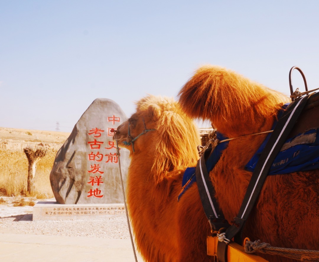 脚踏|一路银川,水洞沟遗址脚踏黄土来,机关四起藏兵洞