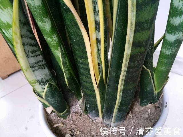 种花|建议每位养花人:无论住在哪里,卧室都要养4种花,养人养心
