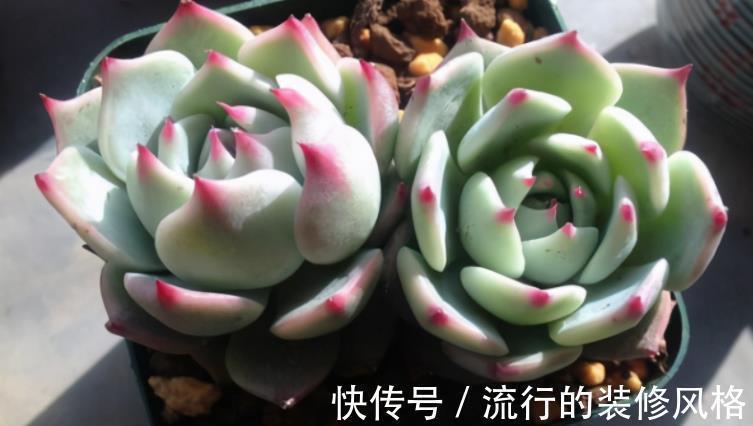 养多肉植物吉娃娃,抓住这3点,盆栽显贵气,特美!