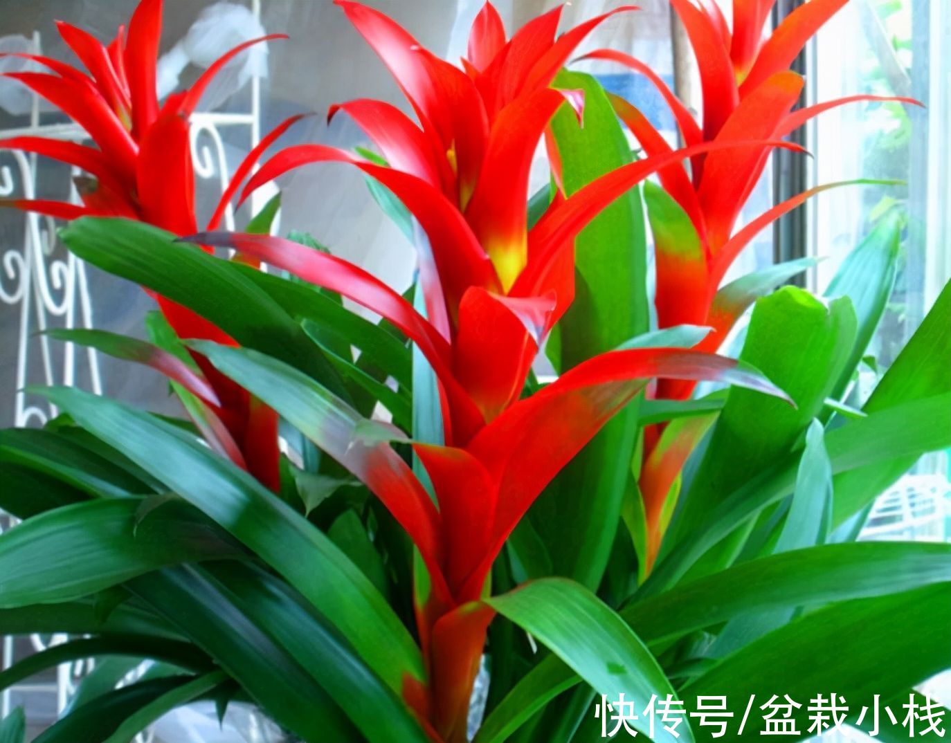 金鱼吊兰|晒晒我最喜爱的4种花,养了五六年了,依旧很喜欢