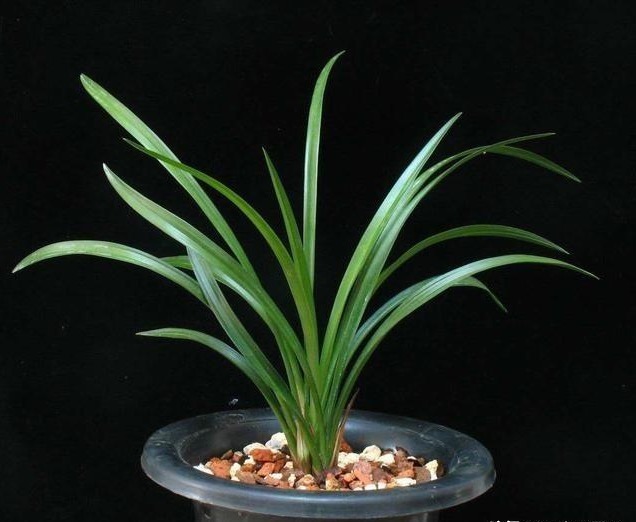 如何让兰花根壮做好这3点养护，兰花根壮叶茂花香浓郁！