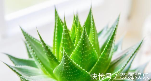 芦荟|大户人家爱养“三植物”,一开花就有好事情,遇水疯长“寓意好”