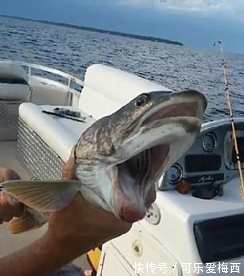 钓鱼|男子在湖里钓鱼,鱼钩一沉以为是大家伙,上钩一看不知所措