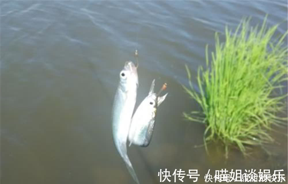 子线|钓白条鱼要追求效率,这些方法可以“速刷”,半天十多斤,很过瘾