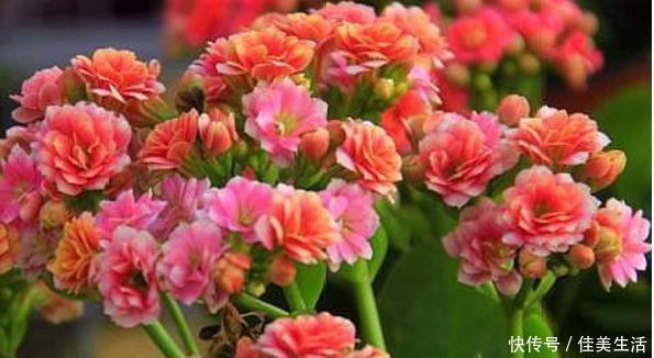 蟹爪兰|最受欢迎的“6种花”,漂亮好养,晒晒太阳就开花,特别好养