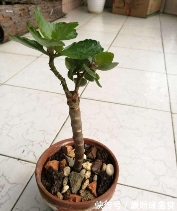 光照|聪明人把长寿花嫁接在老桩上,爆盆简单开花多,一盆花全是花枝