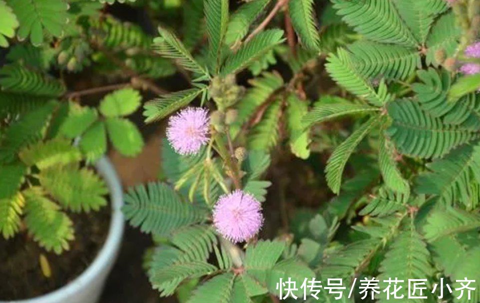 9种“有毒”花,家中很常见,光看别动它,不然很“麻烦”