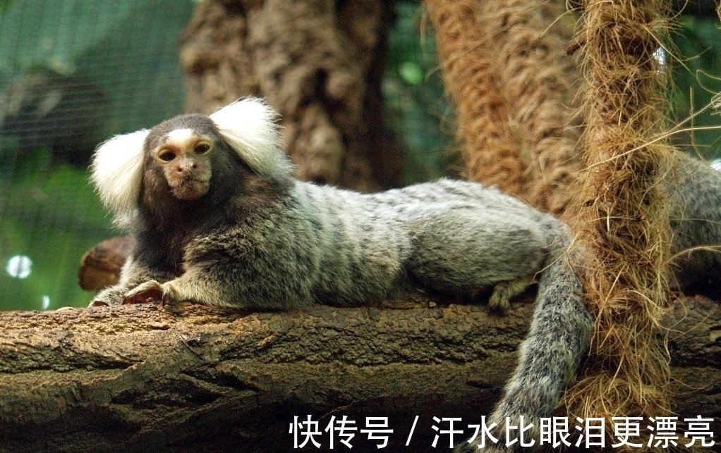 山海经！《山海经》中饕餮现身巴西，人脸豹身样貌骇人，千年前繁衍至今？