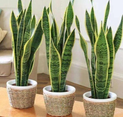 家中养虎皮兰,这样浇水才正确,叶片不黄不烂根,蹭蹭爆芽一大圈