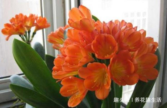 君子兰喝了这种4毛钱不到的“液体”，枝繁叶茂花开爆盆