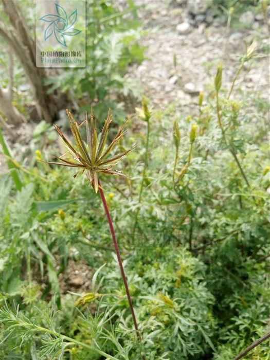  状披针形|刺针草，见过吗？用于感冒发热，咽喉肿痛，肠炎，阑尾炎