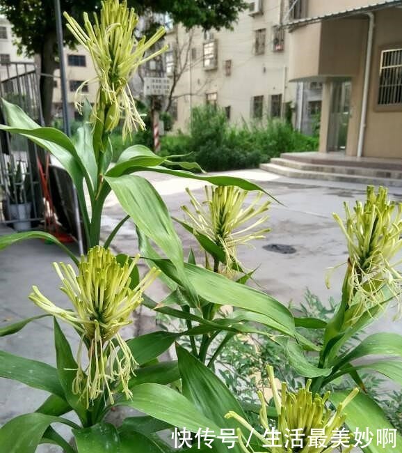 3种贱花,普通人很难养开花,养上十来年,仙花十足,福气自然来!