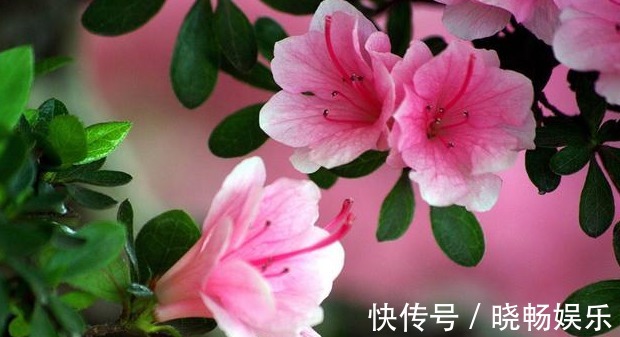 丽格海棠|这三种花卉开花时十分美丽,但却极难成活,建议新手换种花养