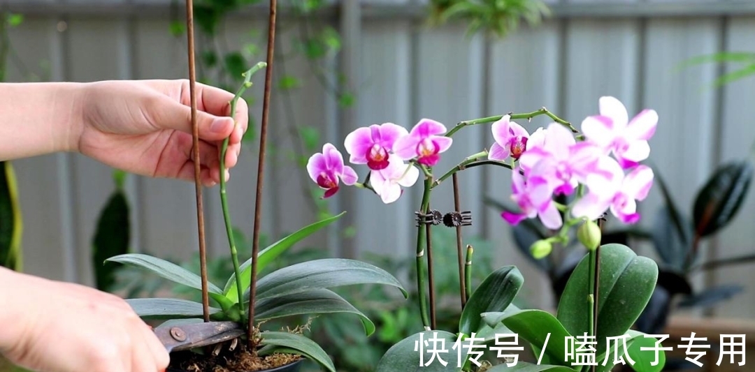 做对了这几件事,蝴蝶兰能养100年