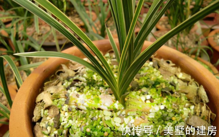 腐殖质|绿化带里的这种土是养花“极品土”，走过路过不能错过！