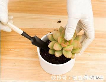 家中的花总是“烂根”养不活？往盆中扔2样东西，花苞挂满枝头！