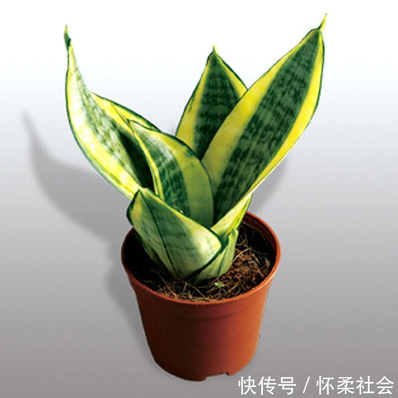 养虎皮兰不长,学会几点,让它生长旺盛蹭蹭长!