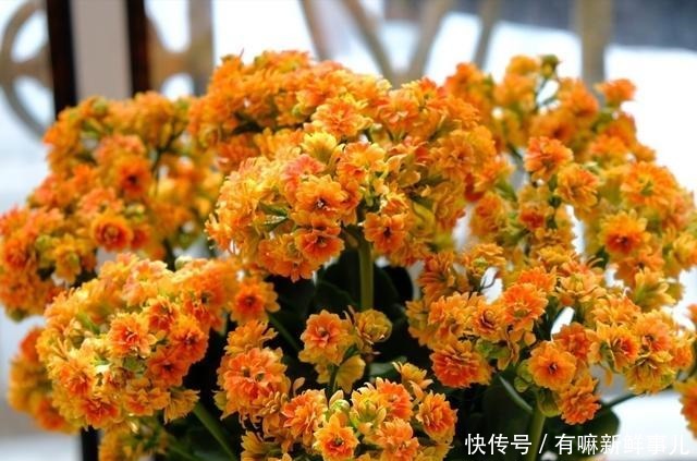 长寿花年年买年年扔只要不扔,简单几步恢复生机,当年就开花!