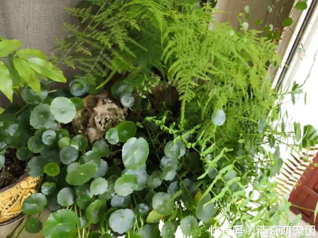 潮湿|超级“喜水”的花,3天不浇水,就离死不远了