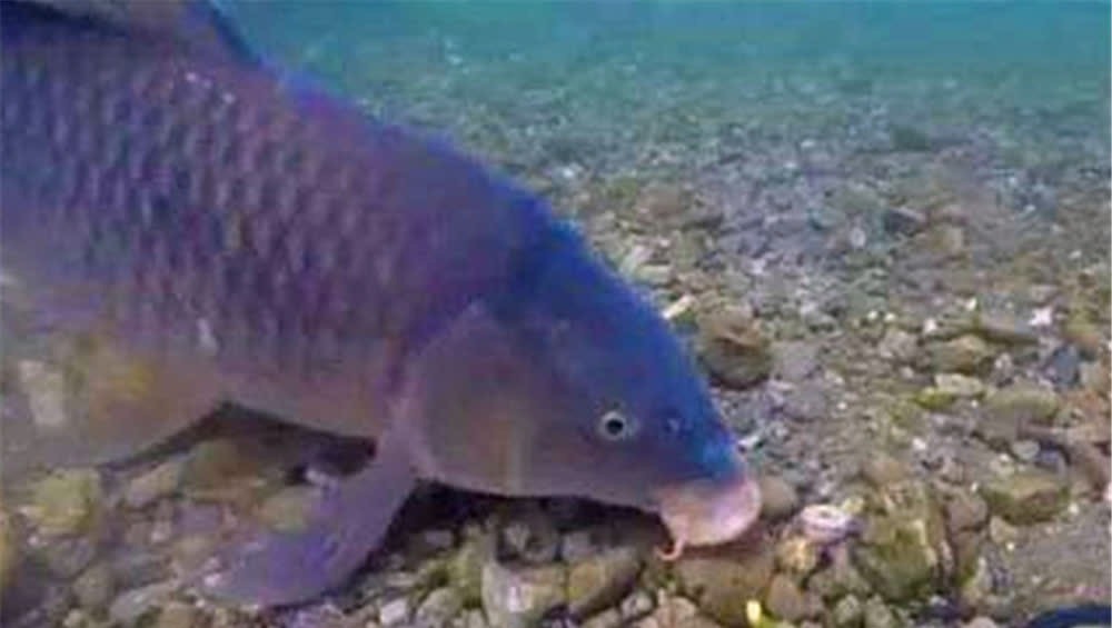 鲤鱼咬钩的经典漂相,出现这些漂相时,心跳加速,一定是大鲤鱼!