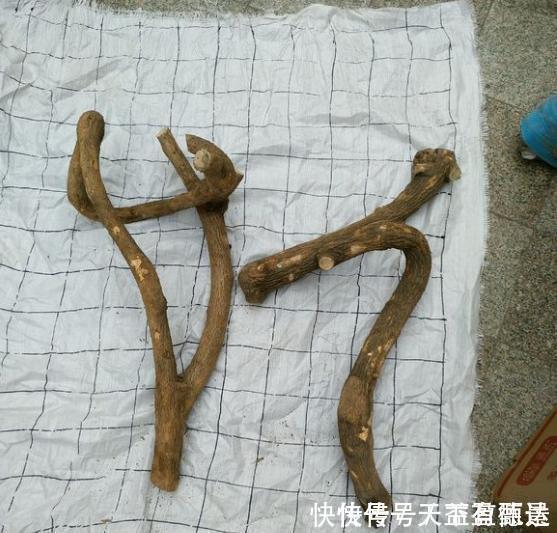 三角梅老根不要丢,4步做成根艺盆景,价值翻倍