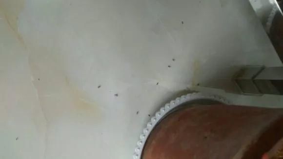 11月给花浇点自制“杀虫杀菌水”,虫子死光光,花草好过冬