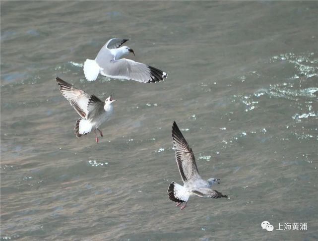 白雪|浦江畔的银鸥翩翩起舞，一起来赏美图