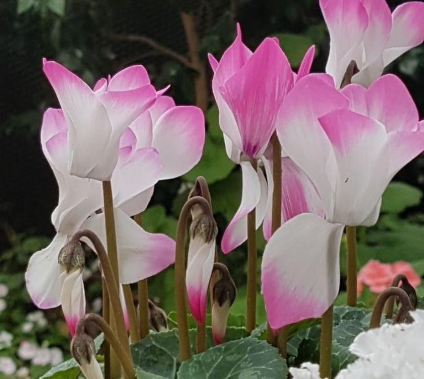 3月最适合养这8种花,开花又大又多,如锦似绣,美翻整个家