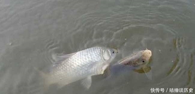 野钓鲫鱼时，一旦遇到这3种情况，老钓友第一反应：马上调整