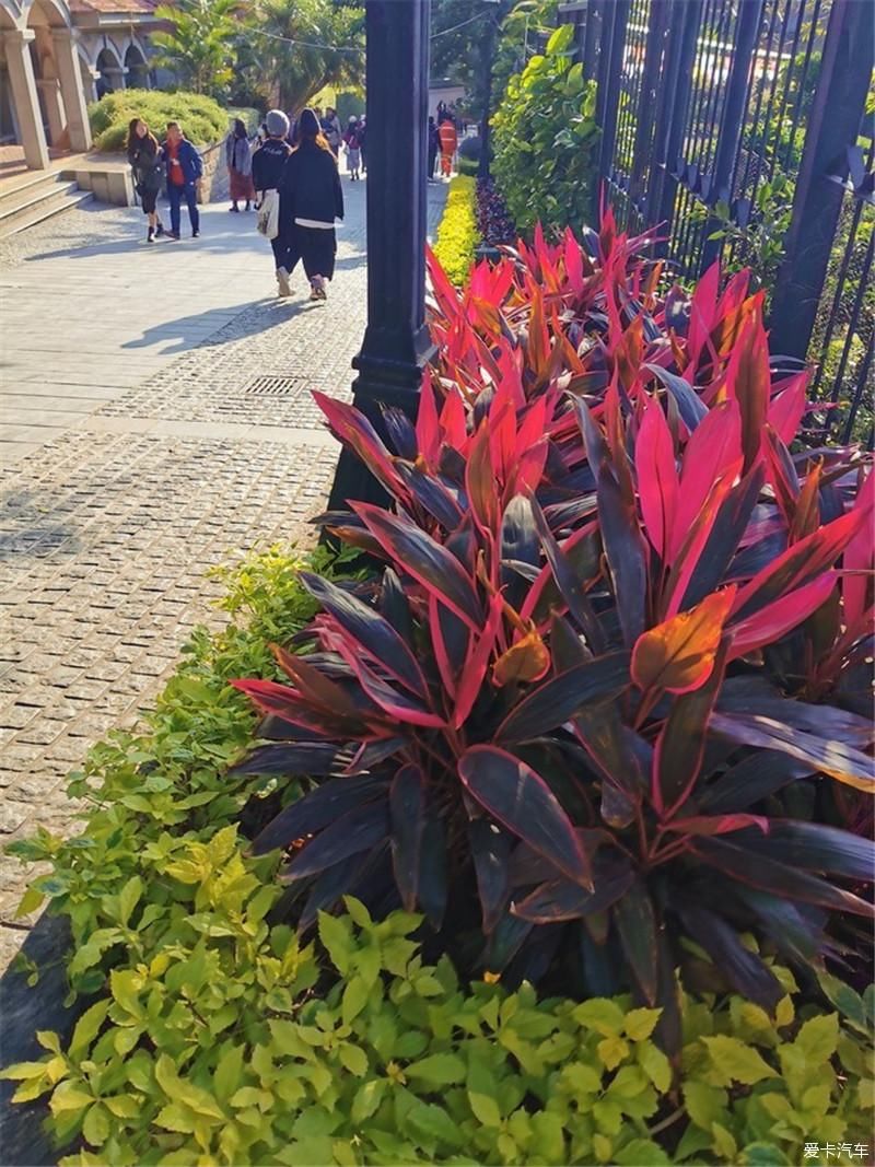 花海|厦门自由行