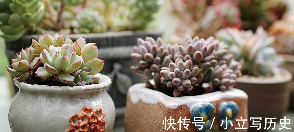 陶盆养多肉,得先去火气,否则上盆就死