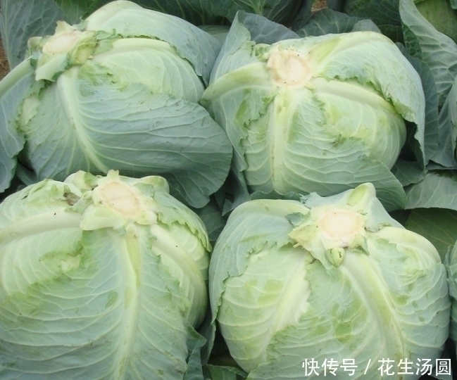 常吃|常吃卷心菜好处多,但此种尽量少食,却有很多人不清楚