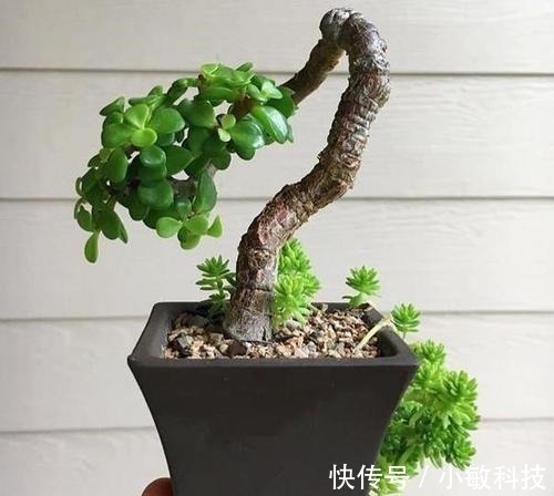 金枝玉叶|养金枝玉叶盆景,满足3个要点,长成传家宝,最后一点很关键