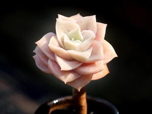 叶插就是对多肉的一种升级,6个品种叶插爱多头,满满都是成就感