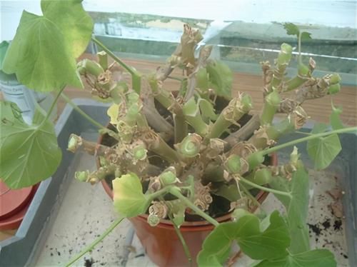 养花试试这几款，株型丰满，一年四季郁郁葱葱，层层叠叠