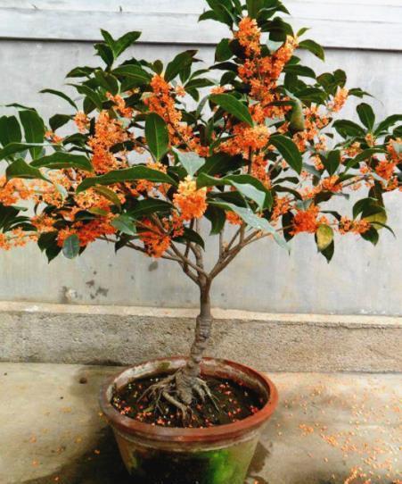 “人养花、花也养人”,6种花养在家里空气好,改善睡眠释放压力