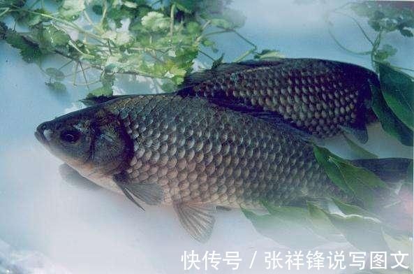 麸皮|鱼“狡猾”不好钓，只因你没找对方法。