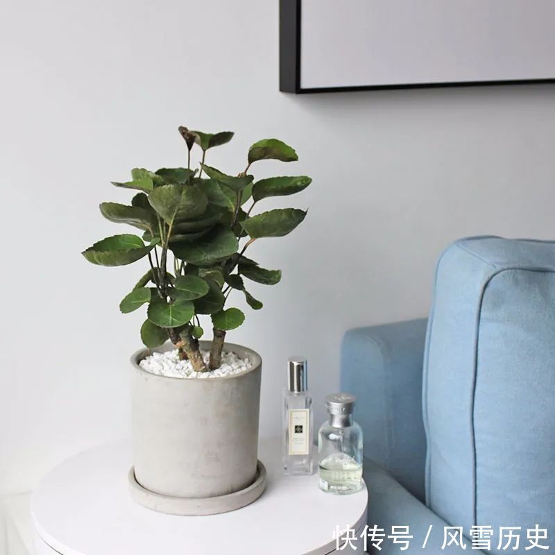 叶片|八种命里带“钱”的植物,家里养一盆,招财又旺运,你家养了几种