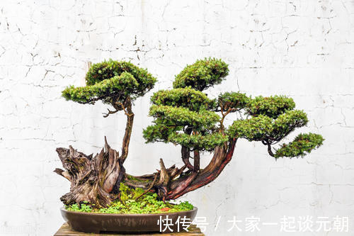 松柏类|松柏盆景是盆景界的长寿树,教你日常养护的要求和技巧,长势旺盛