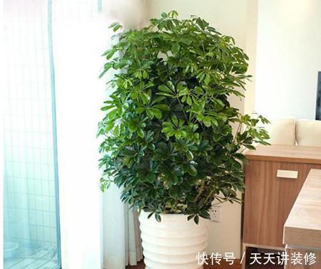 寓意美好的4种花,懂花的人都喜欢养几盆,好养好看真精神