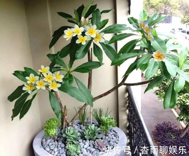 6种佛教圣花,个个都是吉祥花,家里养一盆,养心又养身