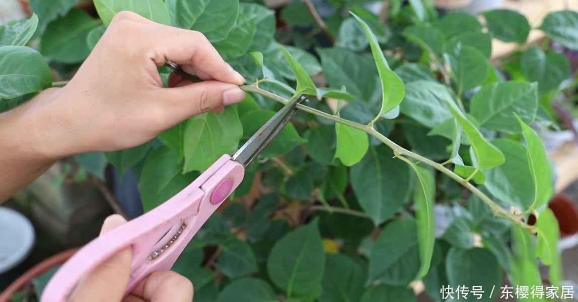 三角梅不开花？掌握3个“弱点”，开花很强悍，一茬接一茬