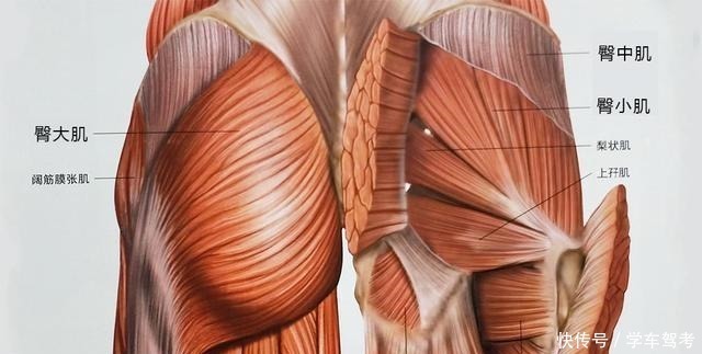 肌肉|当你锻炼臀部肌肉时，别再做这些浪费时间的动作，告诉你如何改变
