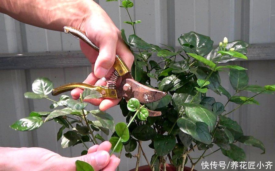 笋枝|养茉莉花发现4种枝条，正确的方法是及时剪掉，否则会影响开花
