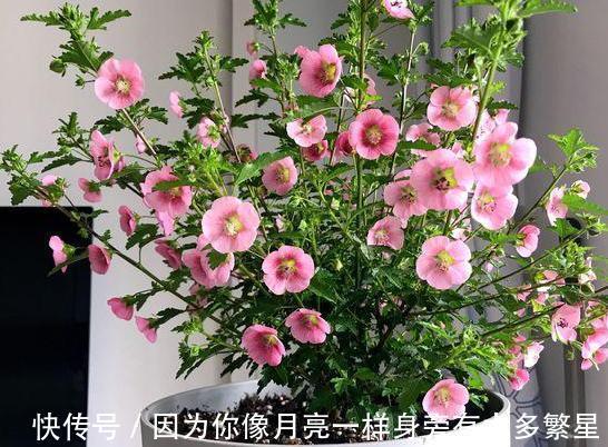 橘子皮扔掉太浪费了!这样处理用作养花,植株根叶嗖嗖疯长